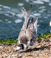 Black tern