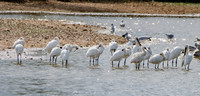 Eurasian / Common spoonbill