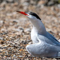 Common tern