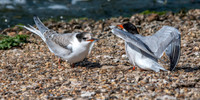 Common tern with fish