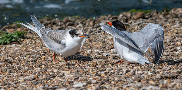 Common tern with fish