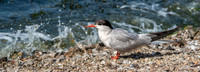 Common tern