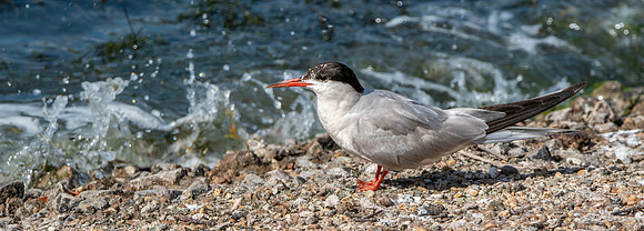 Common tern