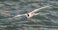 Common tern