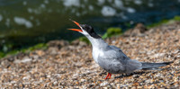 Common tern