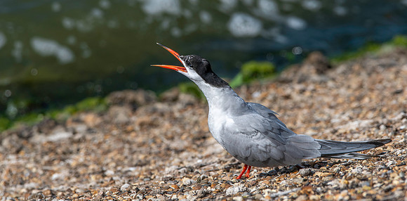 Common tern