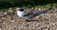 Common tern