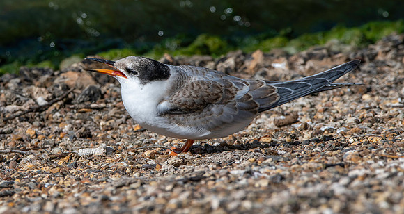 Common tern