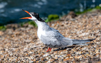 Common tern