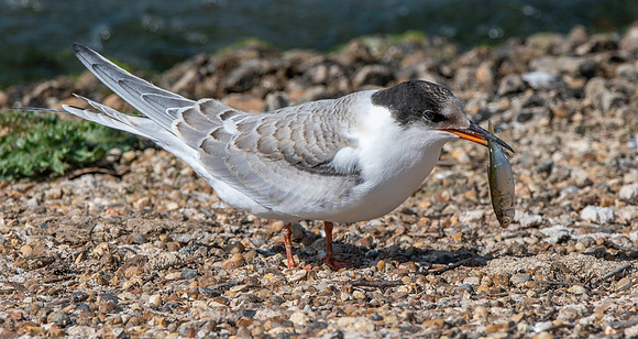 Common tern with fish