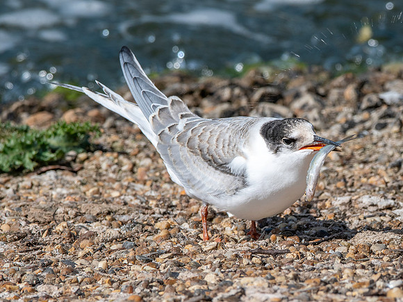 Common tern with fish