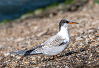 Common tern