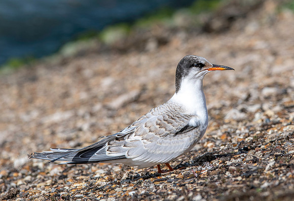 Common tern