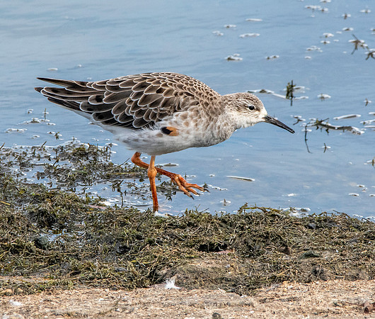 Ruff, non-breeding