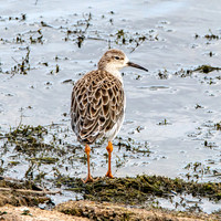 Ruff, non-breeding