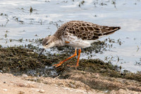 Ruff, non-breeding
