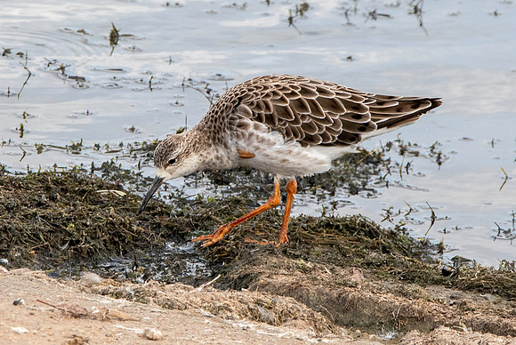 Ruff, non-breeding