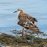 Ruff, non-breeding