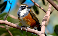 Greater necklaced laughing thrush