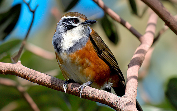 Greater necklaced laughing thrush