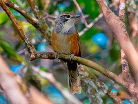 Greater necklaced laughing thrush