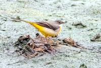 Grey wagtail