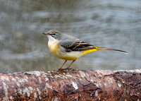 Grey wagtail
