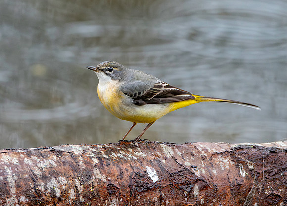 Grey wagtail