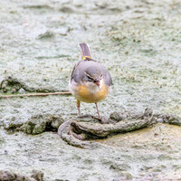 Grey wagtail