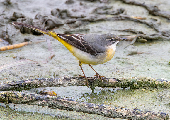 Grey wagtail