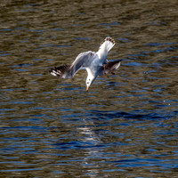 Black headed gull