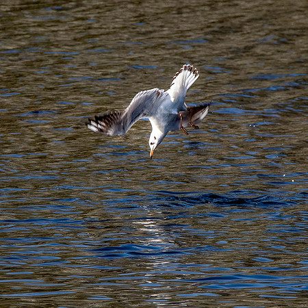 Black headed gull