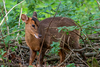 Muntjac