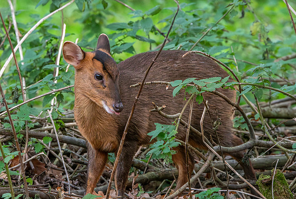 Muntjac