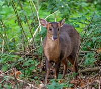 Muntjac