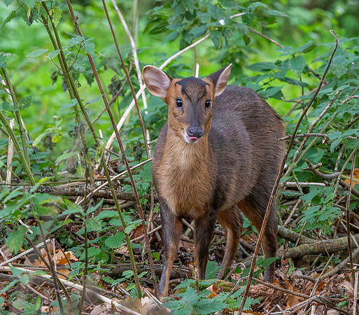 Muntjac