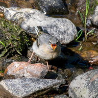 Grey wagtail
