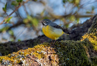 Grey wagtail