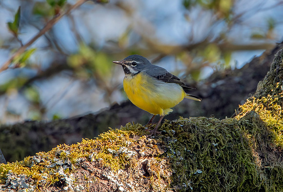 Grey wagtail
