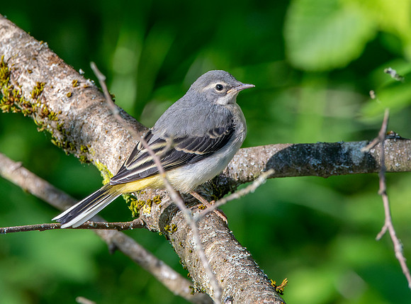 Grey wagtail