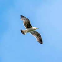 Herring gull, immature