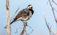 White wagtail