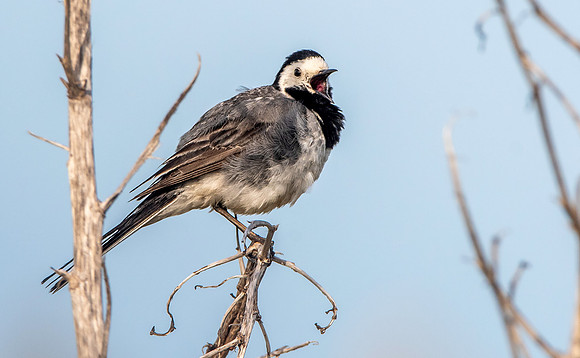 White wagtail