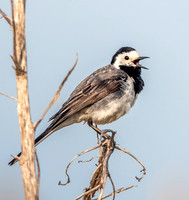 White wagtail