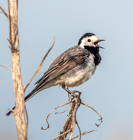 White wagtail