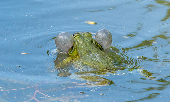 Marsh frog