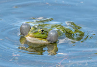 Marsh frog