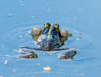 Marsh frog