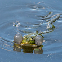 Marsh frog