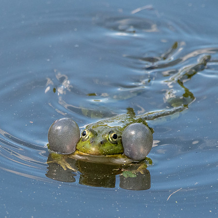 Marsh frog